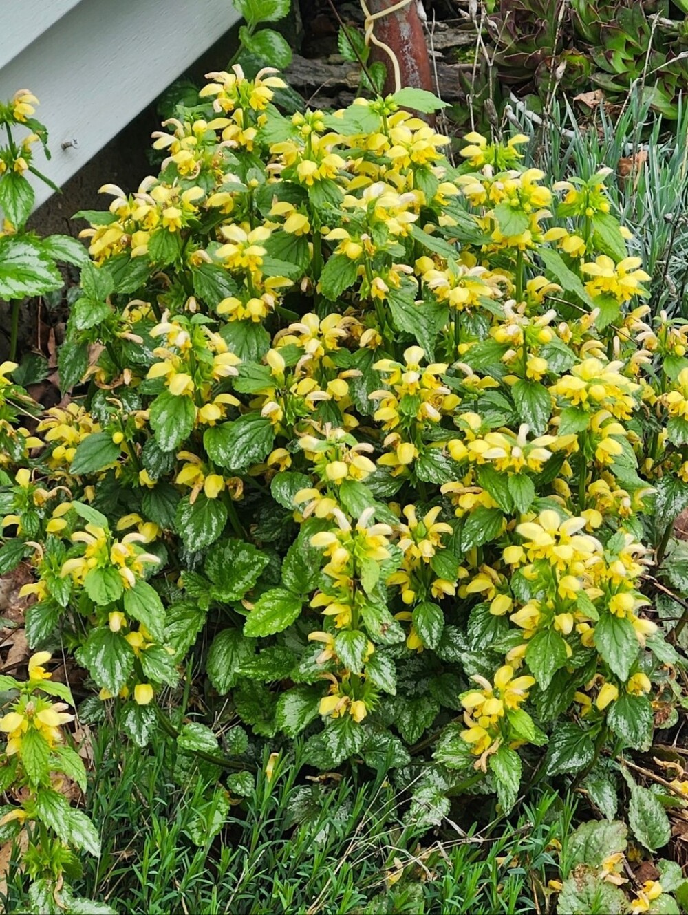 Wendy Key Cover Free Archangel Perennial Plant Bare Root.